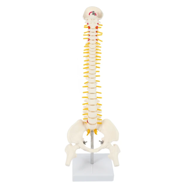 45Cm Flexible 1:1 Adult Lumbar Bend Spine Model: An Essential Tool for Anatomy Learning