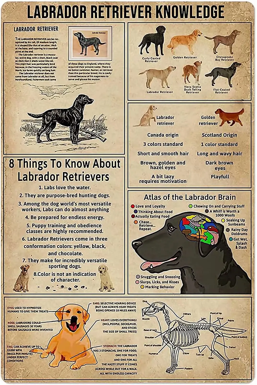 

Retro Labrador Retriever Knowledge Metal Tin Sign Vintage Coffee Wall Coffee Bar Decor 8x12 Inch Tin Sign Wall Decoration
