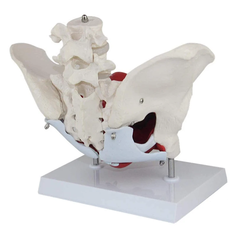 Female Pelvis Vessels Muscles Nerves Anatomy Model Medical Science Teaching Resources
