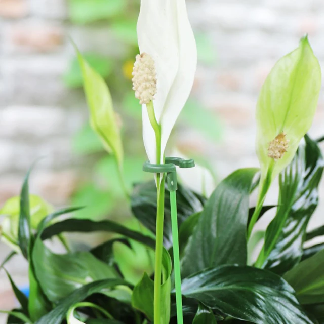 10 Darabos Pillangók Orchidea Zamatos Virágállvány Tartó Cserepes Rúd Kerti Készletek Növények Szár Hegymászás Rögzített Támogató - Image 4