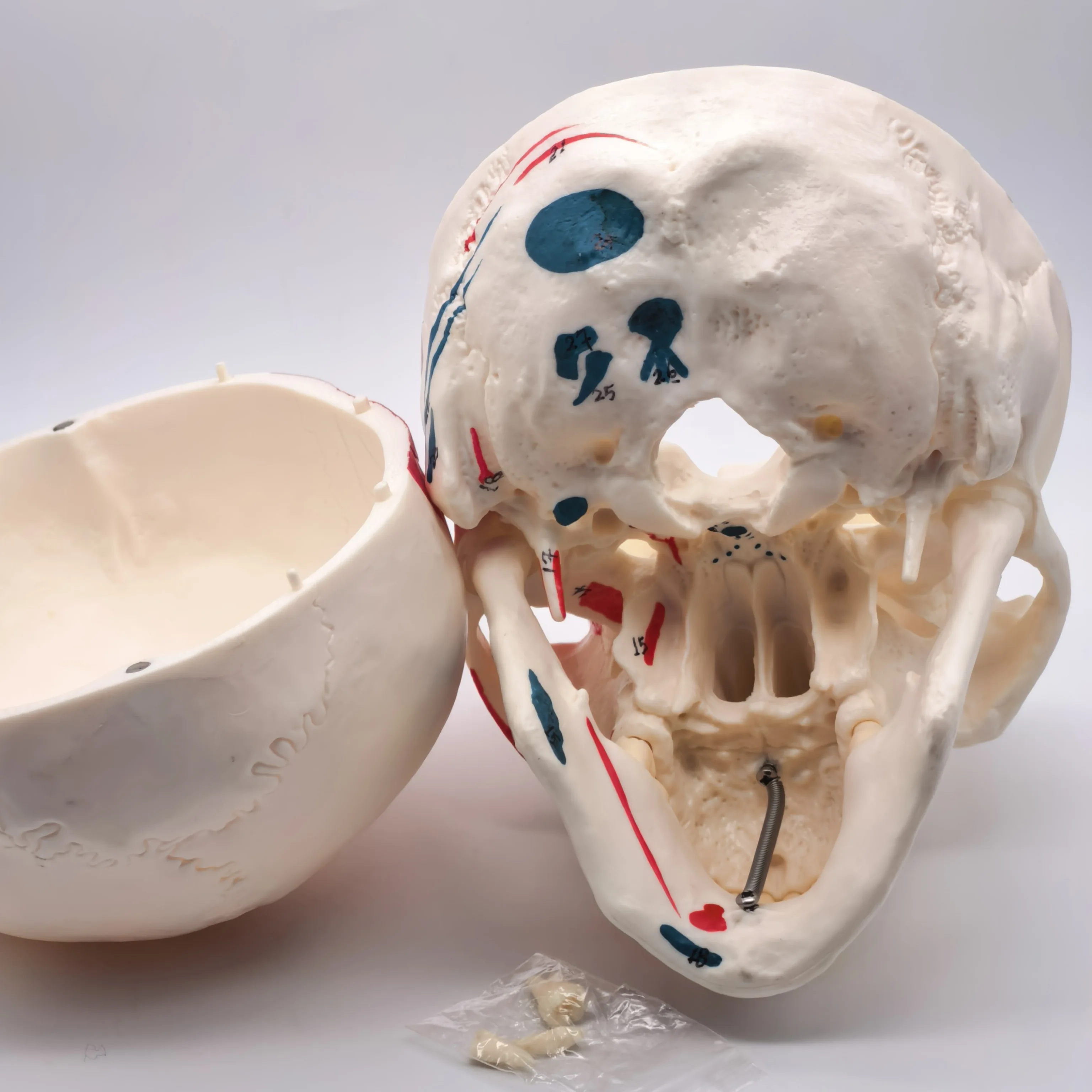 Human Skull Anatomy Model 2