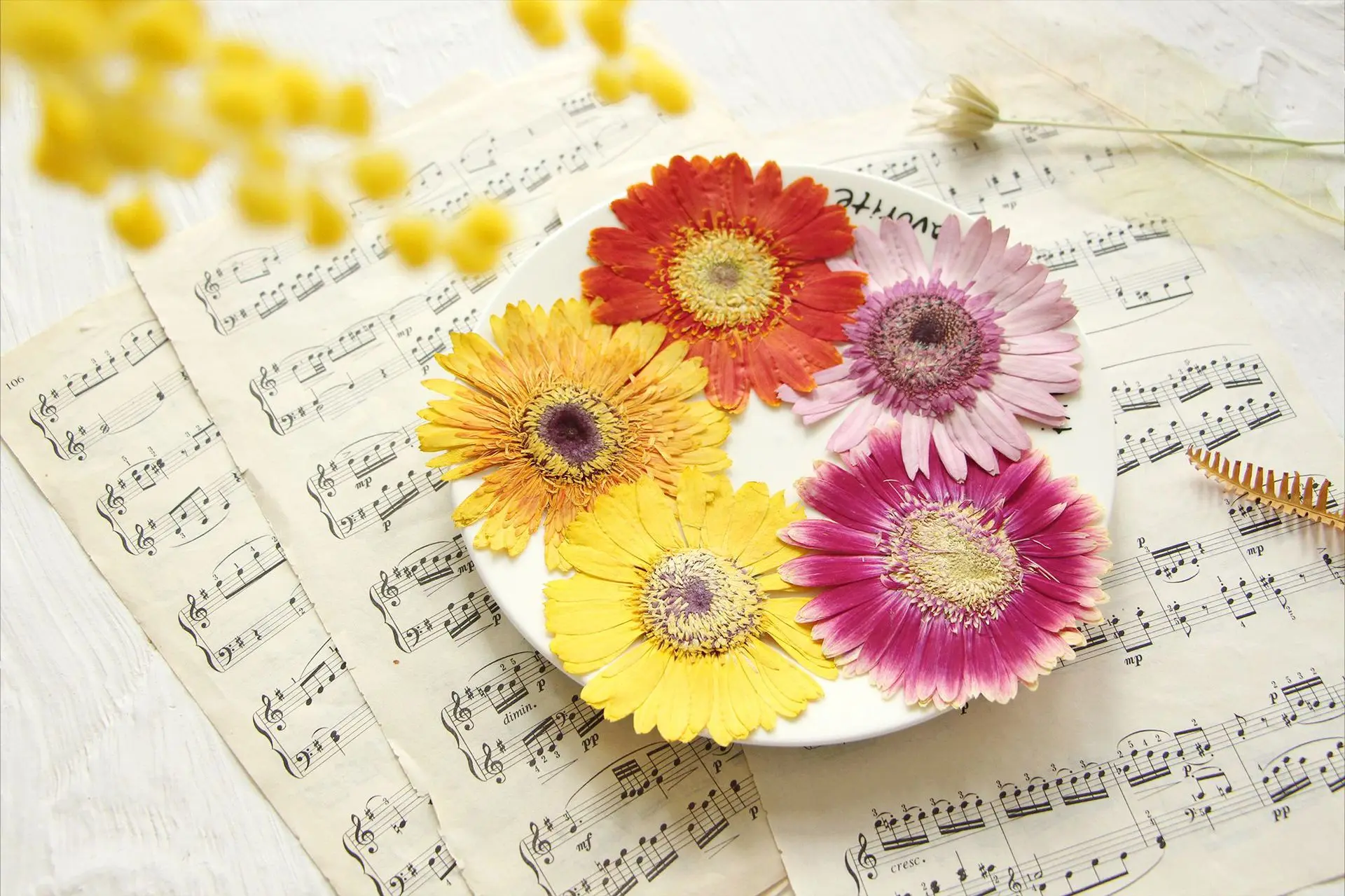 Natürliches Gänseblümchen gepresster Wildblumen-Schlüsselanhänger | Echte  Blume Schlüsselanhänger | April-Geburts-Blumen-Schlüsselanhänger | Tasche