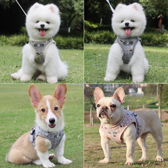 Pet Puppy Harness with Leash, Cat Collar, Breathable Dog Harness, Reflective Dog Leash, Poodle Pet Supplies 3