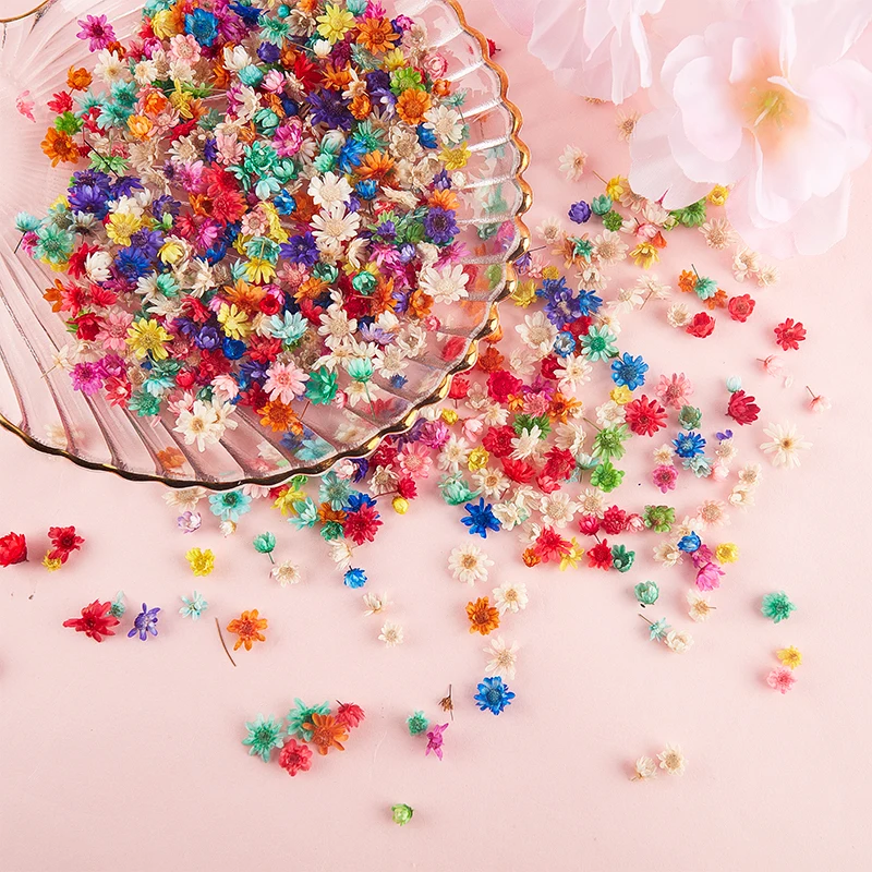 

100/200PCS Real Dried Flowers Brazil Little Star Flower For DIY Art Craft Epoxy Resin Candle Making Jewellery Wedding