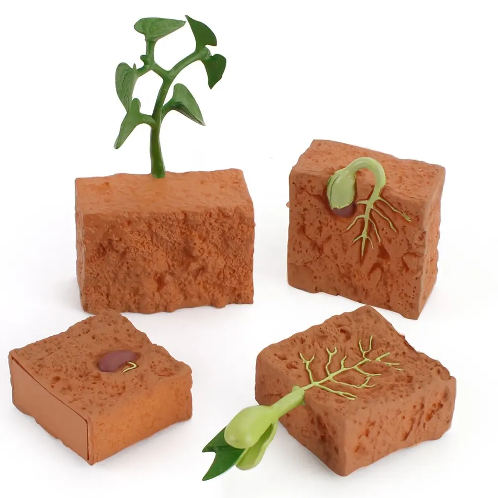 

Simulation Life Cycle Of A Green Bean Plant Growth Cycle Model Action Figures Collection Science Educational Toys For Children
