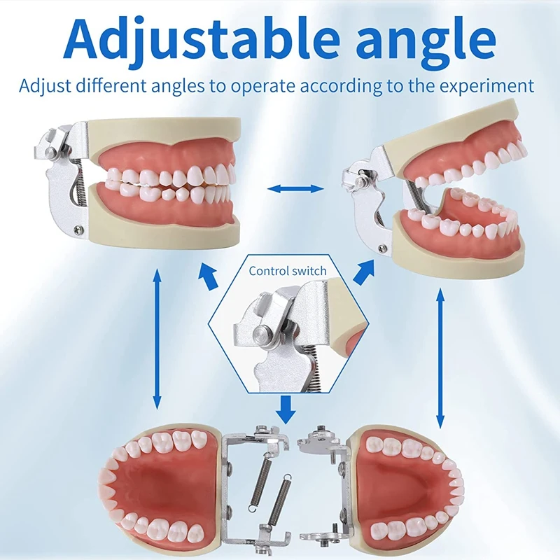 32 Typodont Teeth -̵ ġ      Typodont ÿ  