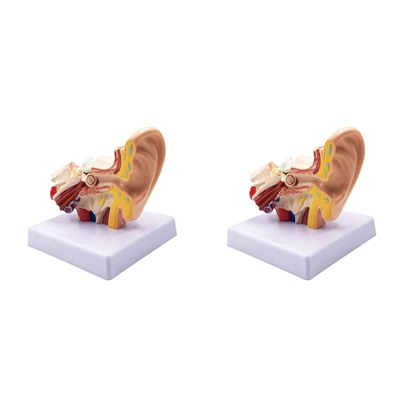 

Модель анатомии человеческого уха 1,5x, 2 шт., профессиональная настольная модель для моделирования конструкции внутреннего уха для обучения