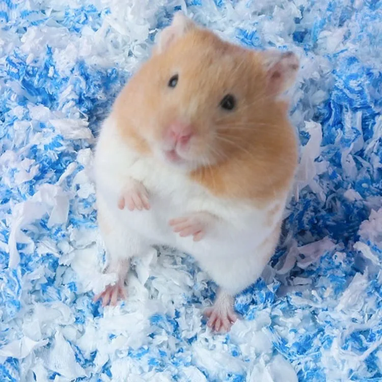 

Hamster Paper Cotton Deodorizing and Dust-free Padding Golden Bear Absorbs Water, Keeps Warm In Winter