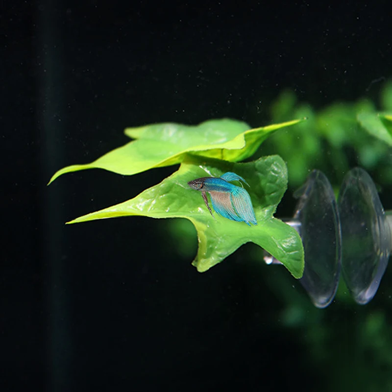 Aquarium Floating Bed 2