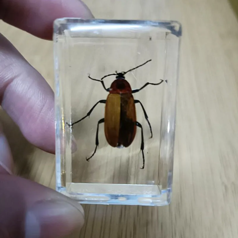 27 Kinds Hand Made Gutta Percha Resin Insect Transparent Amber Insect Specimens Home Decoration Small Ornaments 