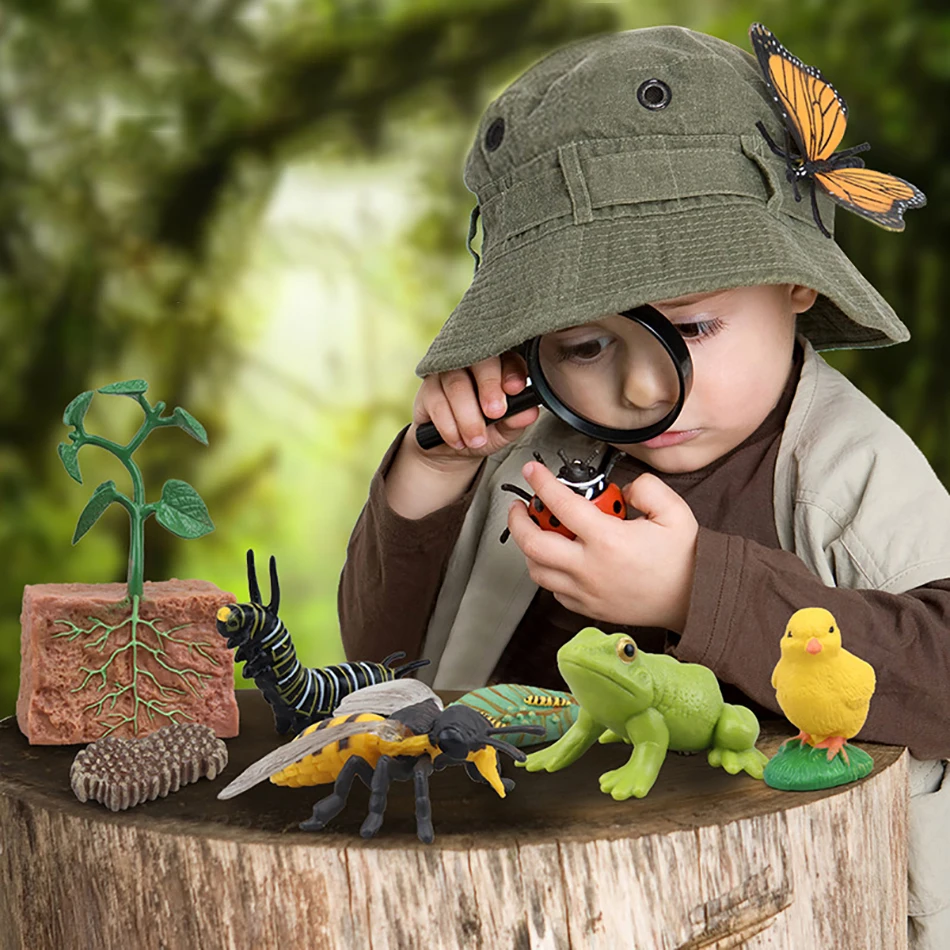 

Simulated Animal Growth Cycle Model Children's Science And Education Plastic Toys Seven Starred Ladybugs Butterflies Turtles