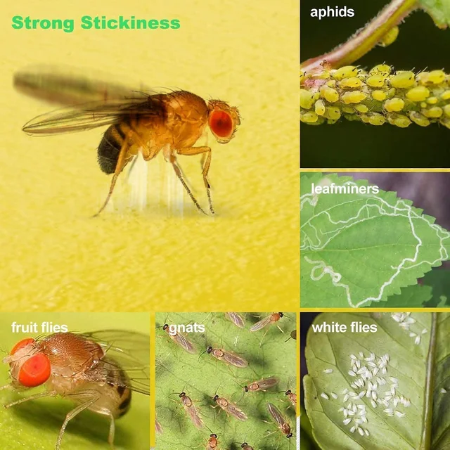 10/2 db Sárga Pillangó Alakú Kétoldalas Ragacsos Tábla Kerti Növény Virágzöldségek Szúnyogok Csapdabeszka Rovar Matrica - Image 6