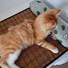 Cat Natural Cooling Mat Summer Pet Self Cooling Pad Cat Bed Mat For Dogs Indoor Rattan Weave Mat Sleeping Cat Bed 5