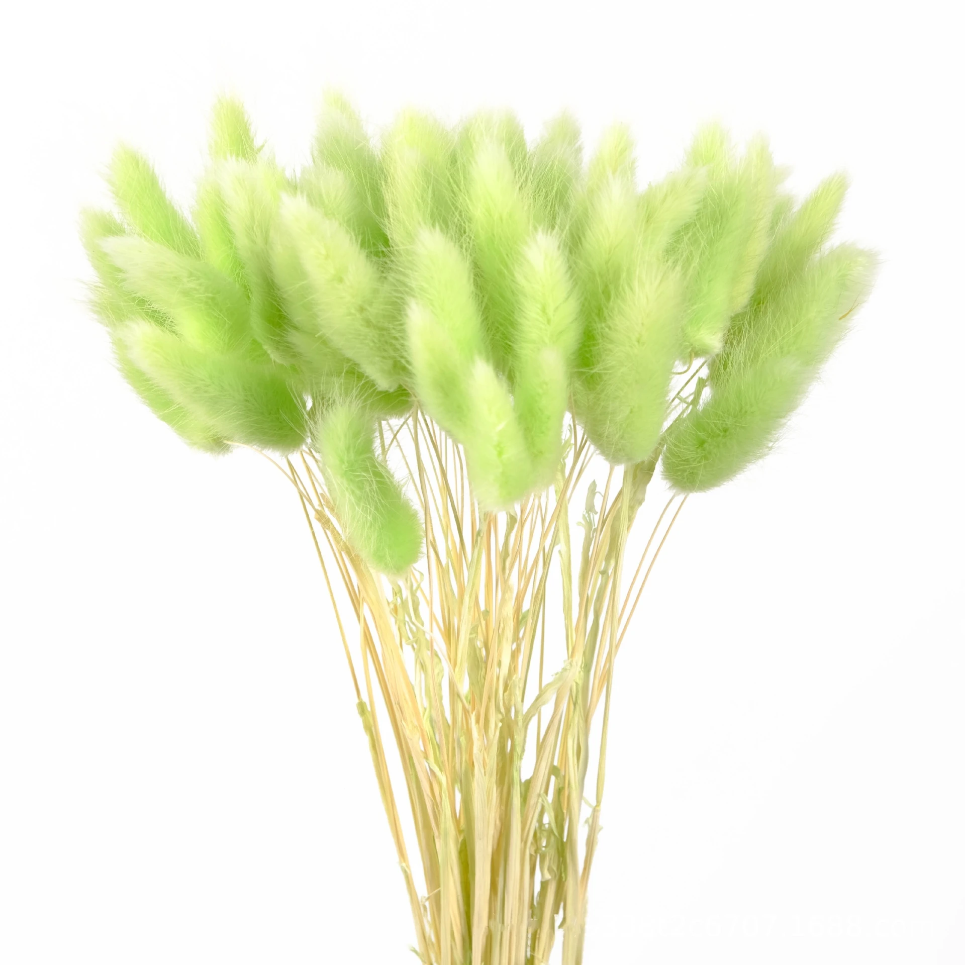 YIWOYI Lagurus Ovatus Coniglio Coda di Coniglio, Fiori secchi Naturali, Coda di Coniglio, Erba, Decorazione per la casa, Finestra Festa di Matrimonio (Blu, 50 pezzi