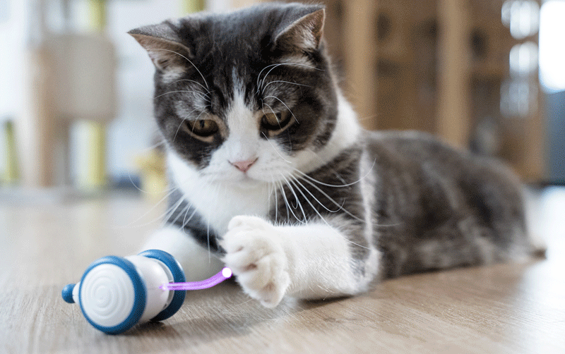 Cat Furniture Scratchers Cheerble Smart Cat Toy Interactive Ball Catnip