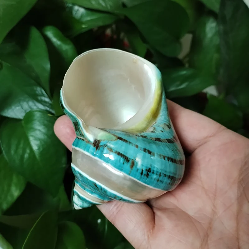 Jade Turbo Banded Seashells Turbo Shell Natural Large Hermit Crab Shells 2PC 8-9CM Green Polished DIY Photography Props