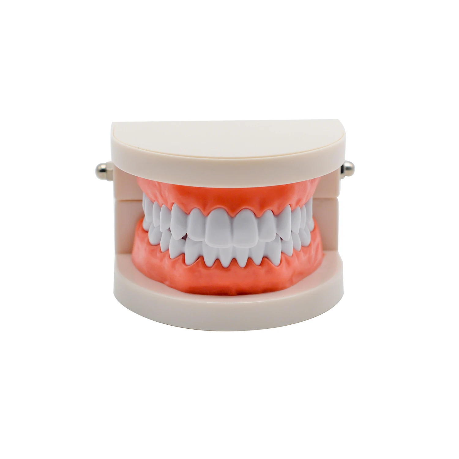 

1set Standard Adult 28 Teeth Denture Gum Model Teaching Tool Model