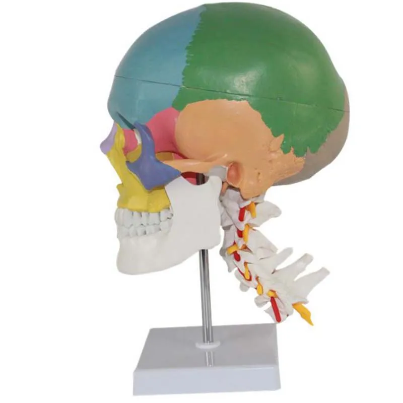 Human Skull Brain Head Model Medical Anatomy Model Medical Science Teaching Resources