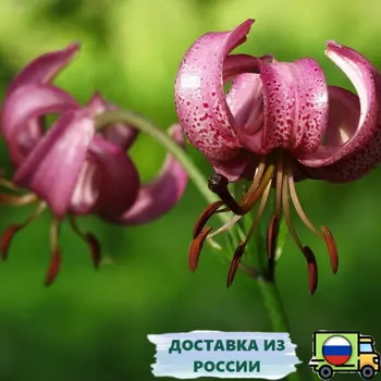 Изображение товара 0