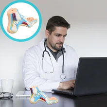 

Pes Arcuatus Anatomical Model Teaching Anatomy Human Arch Foot Model