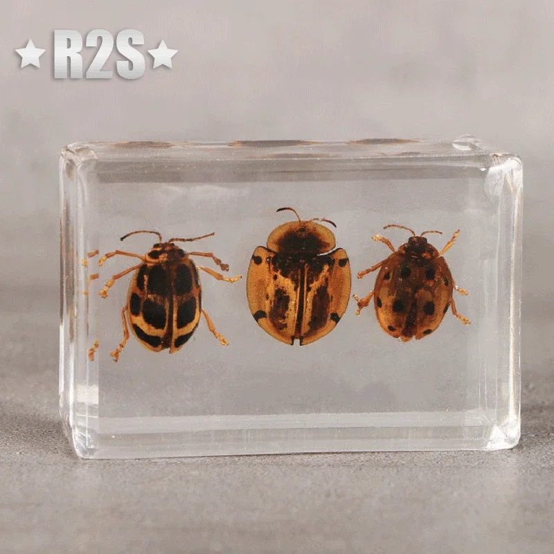 Natural insect specimens 6