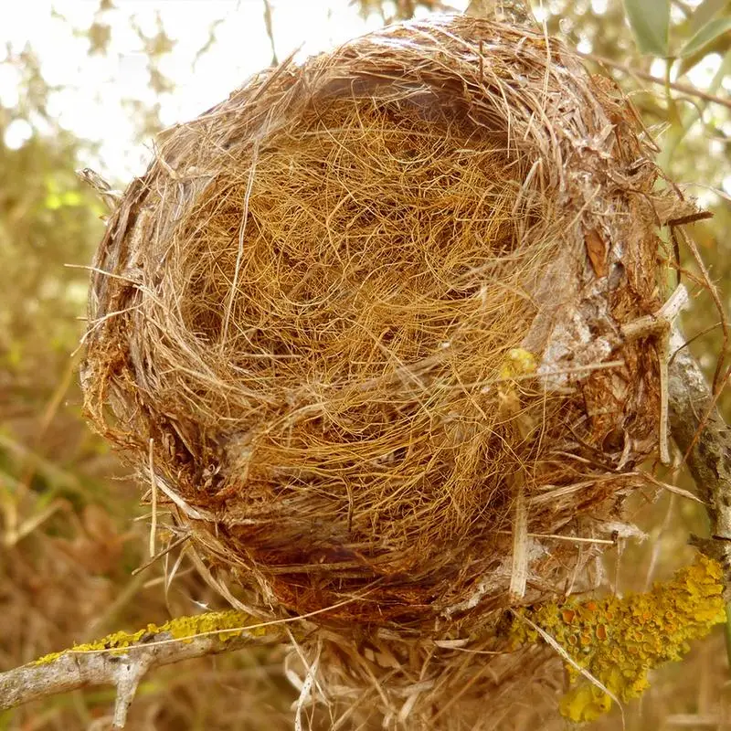Coconut Fiber Pad Natural Coconut Palm Fiber Pad Mat Carpet Nest Building Hiding Out Bird Supplies 250g For Pet