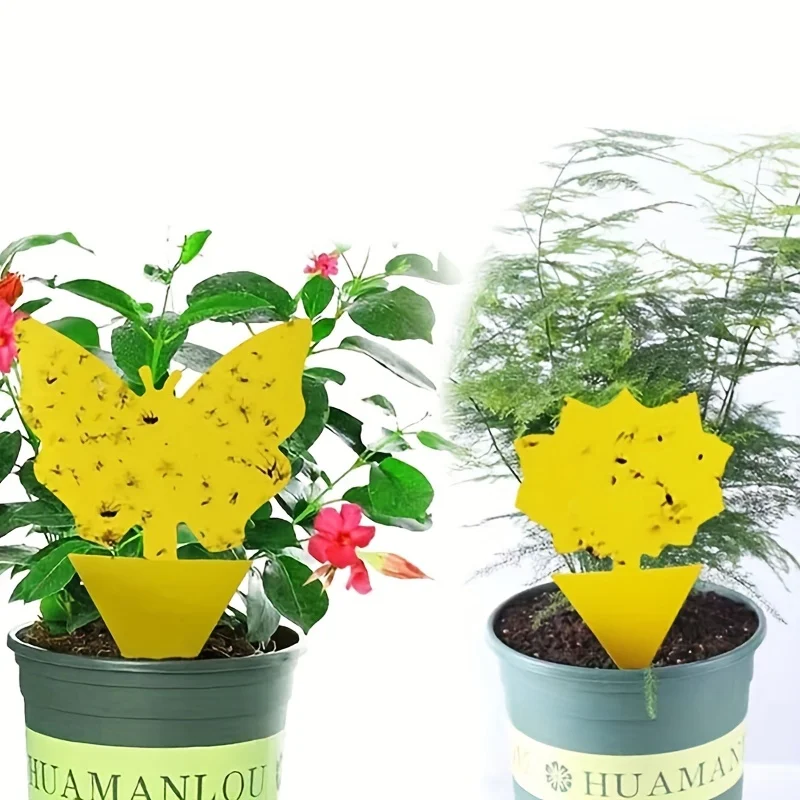 Pest-Free Living: Versatile Sticky Traps