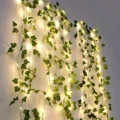 Ivy