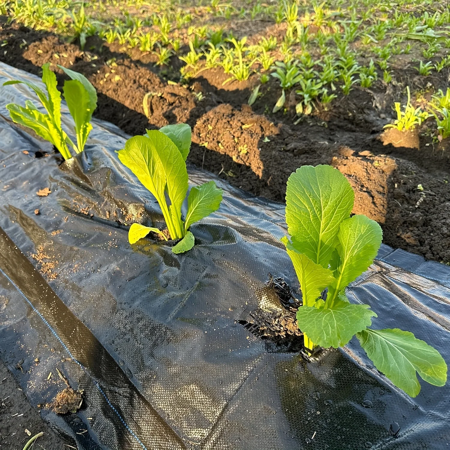 Weed Control Fabric Heavy Duty Woven