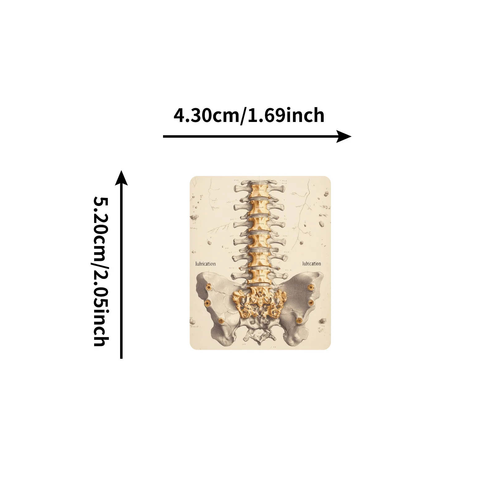 Anatomy & Physiology Sticker Set (50PCS) 3