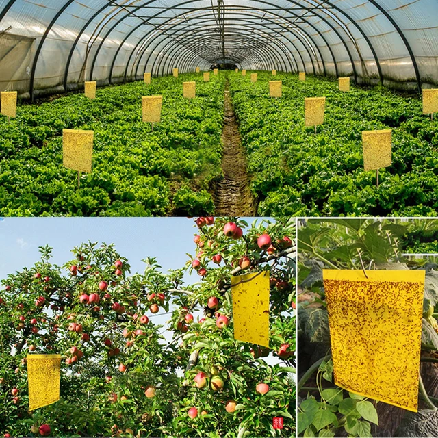 Kétoldalas Ragacsos, Repülő Csapdák Rovarok Ragadós Kültéri Kerti Növény Rovarfogó Tábla Whitefly Thrip Pest Gyilkos - Image 3