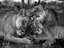  5d Diamond Painting Lion Family African Wildlife Black and White Crystal Art Full Diamond Mosaic Cross Stitch Kits Handicraft 