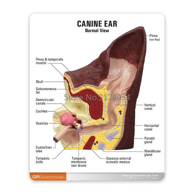 Canine Ohr Modell Tier Körper Anatomie Replik von Hund Ohr w