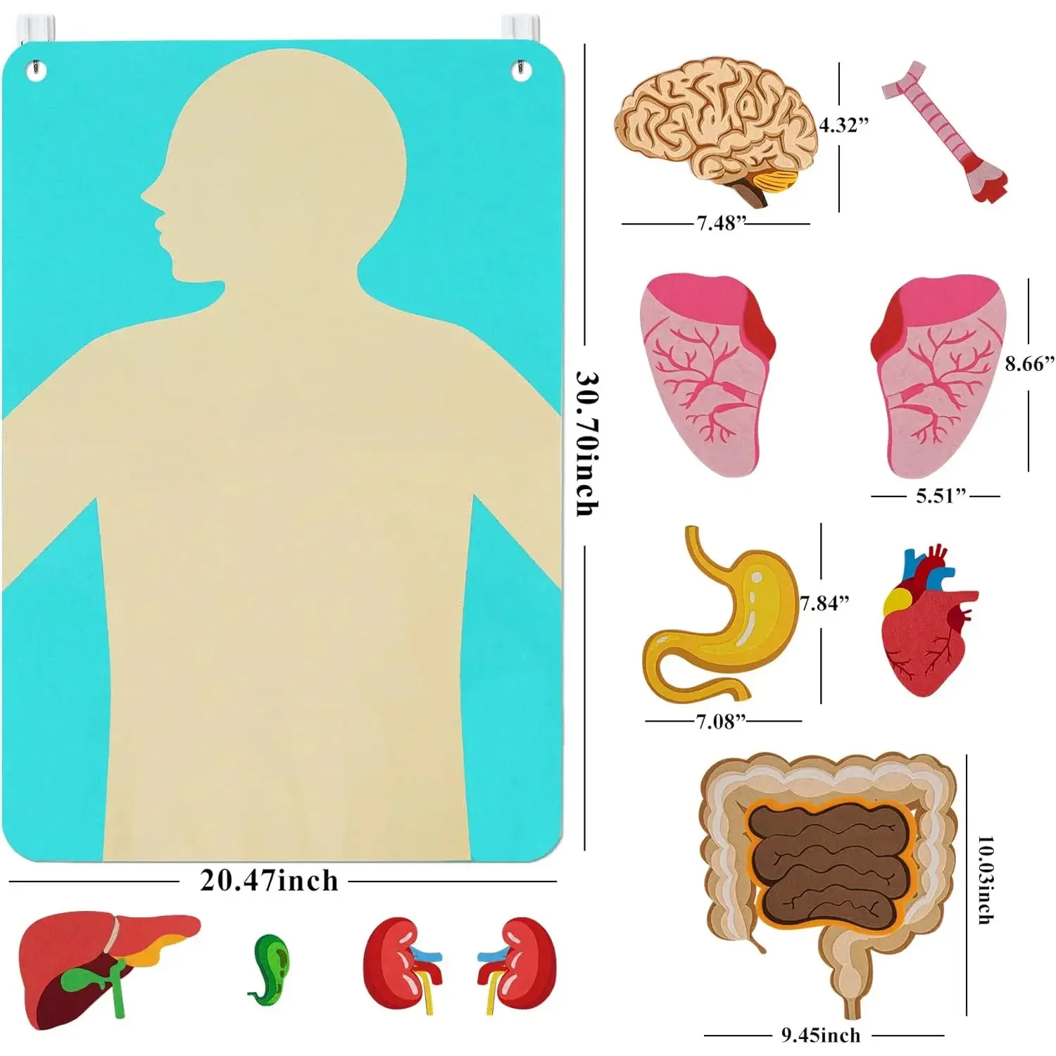 Human Body Felt Board 6