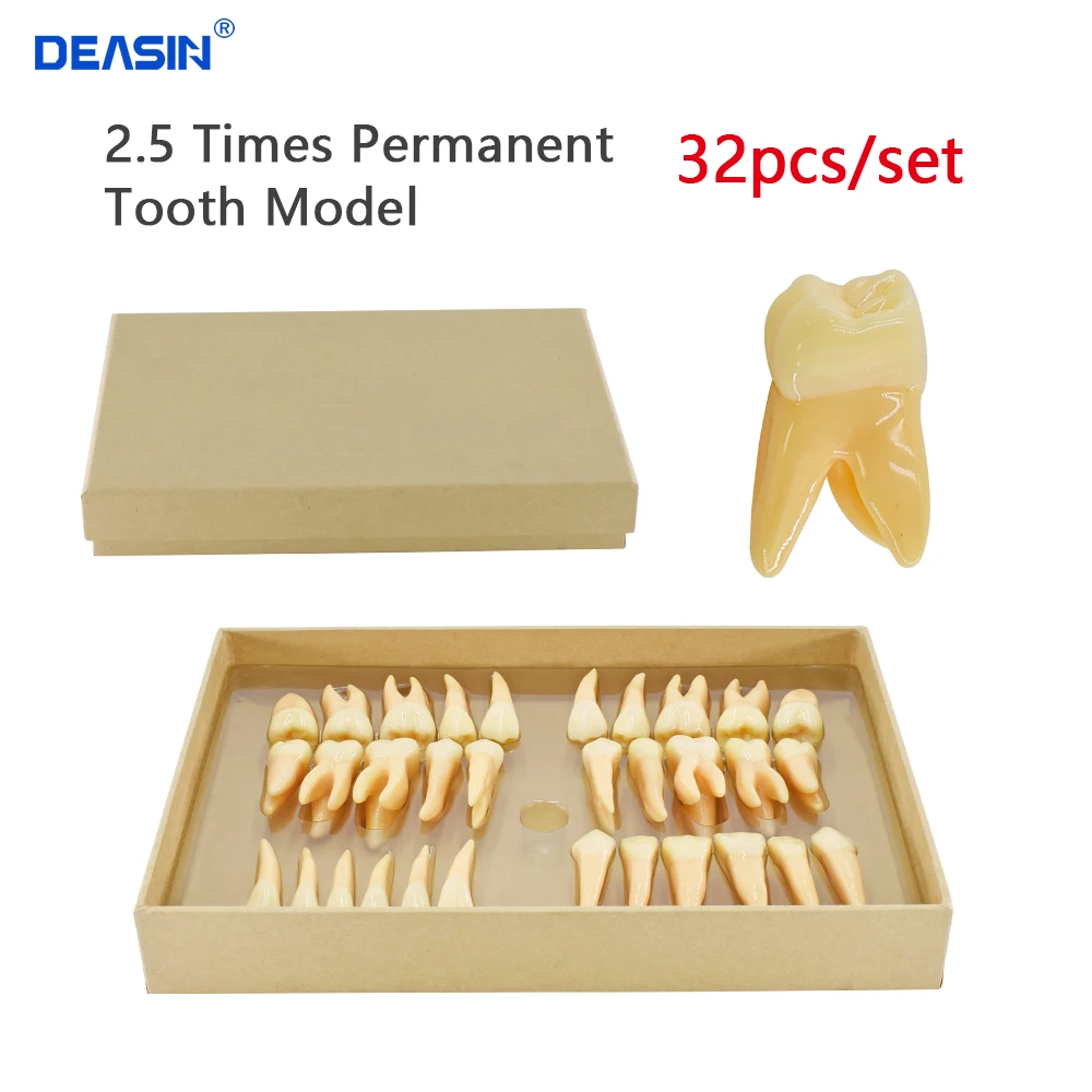 

32pcs/set Resin 2.5 Times Permanent Teeth Model Prosthodontics Dental Teeth Model Dentistry Dental Teaching Odontologia Models