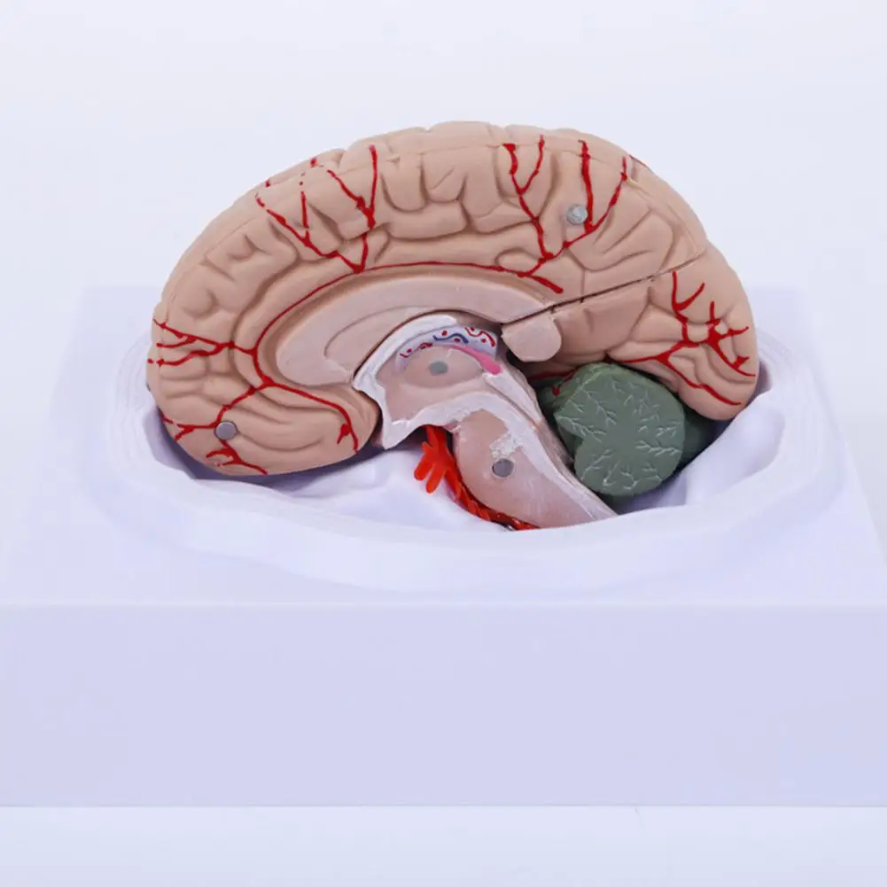 simulation-pvc-human-brain-model-8-part-life-size-anatomy-teaching-tool-for-classroom