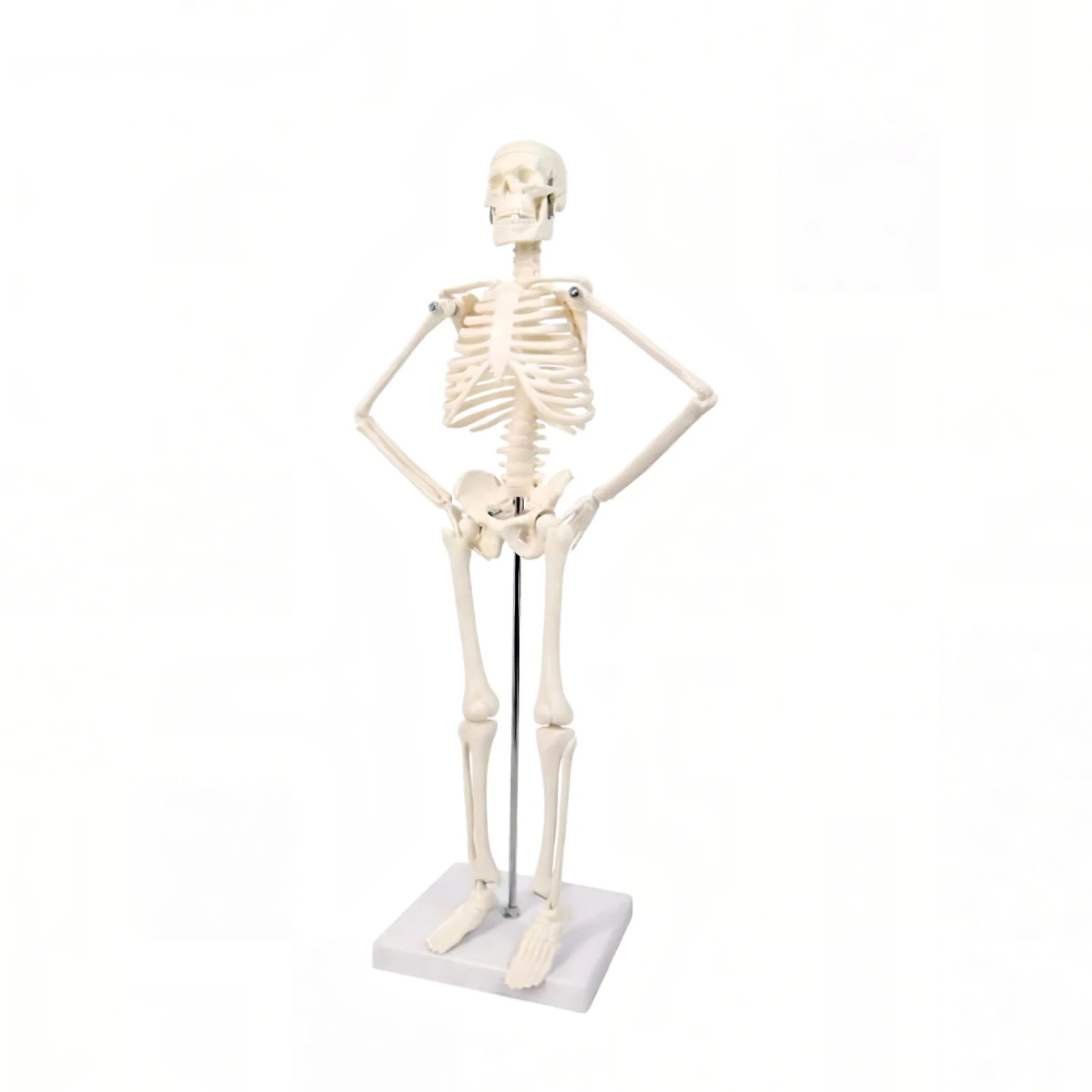 45CM Anatomical Anatomy Human Skeleton Model Human Spine Skeleton Model Education and Training Tool
