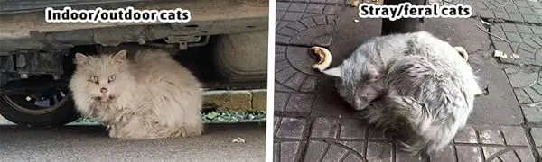 outdoor cold-proof cat house