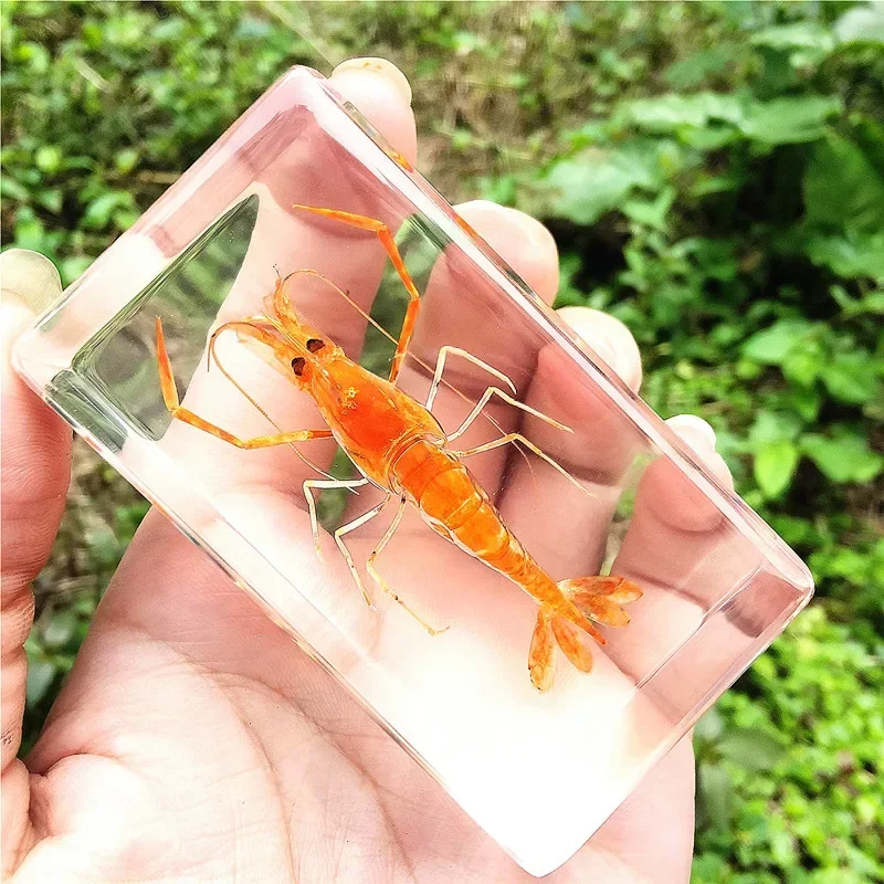 29 New Marine Resin Specimen Amber Crawlers Coral Coral Fish and Crab Biological Collection Teaching Observers DEC 6
