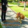 K9 Tactical Dog Harness and Leash Anti-Pull for Golden Retriever Pomeranian Adjustable Pet Walking Rope for Large Dogs 2
