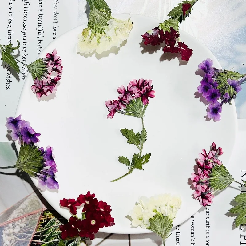 

60 шт прессованный высушенный Glandularia × hybrida, цветочный стебель, гербирий, карта, закладки, рамка, фотолампа для макияжа лица