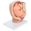 Human Pregnancy Fetal Development 9Th Month Embryonic Pelvic Model Fetus Foetus Pregnancy Anatomy Of The Placenta Model 3