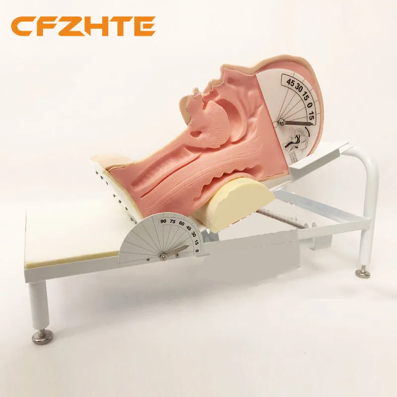 

Advanced Swallowing Mechanism Model