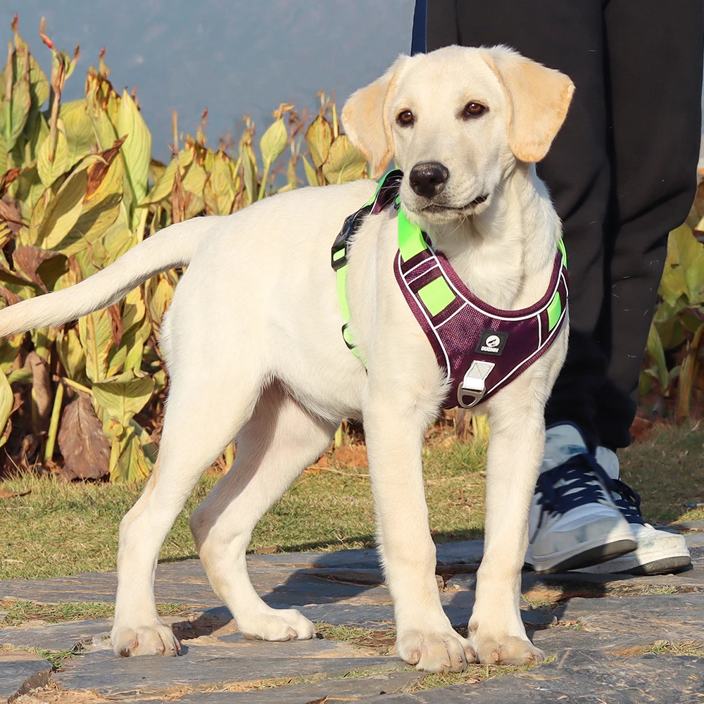 Dog Harness Image 12