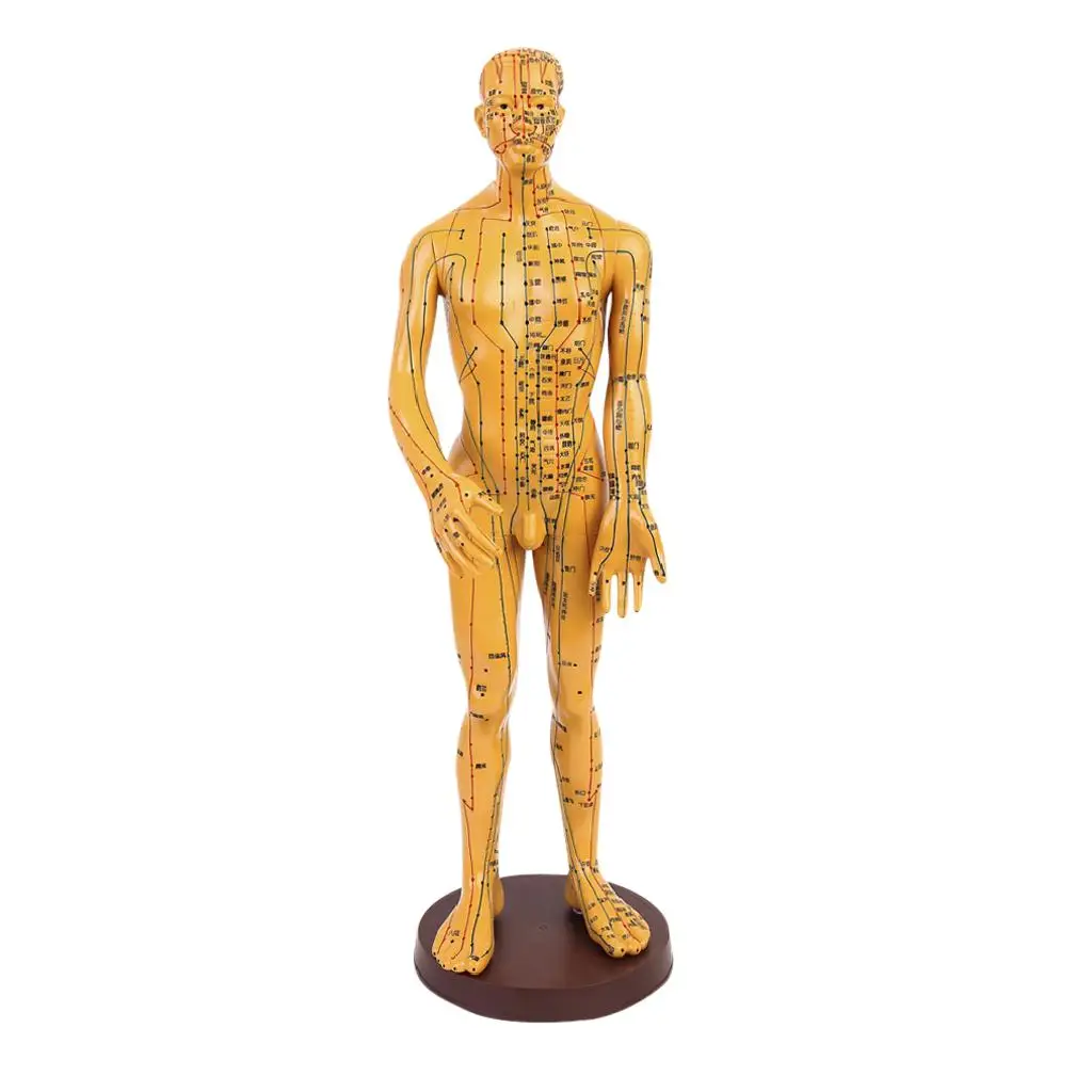 

Professional Male Female 48cm/50cm - Pressure Point and Meridians