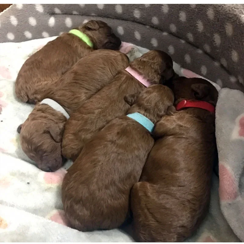 Random Color Dog Newborn Collar Puppy Identification Collar Cat Newborn Baby Supplies Kitten Pit Bull Pets Accessories 12pcs/set