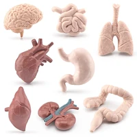 Simulated Human Organ Model Montessori Teaching Aids Children Brain Heart Gastrointestinal Liver Kidney Models Realistic Safe 2