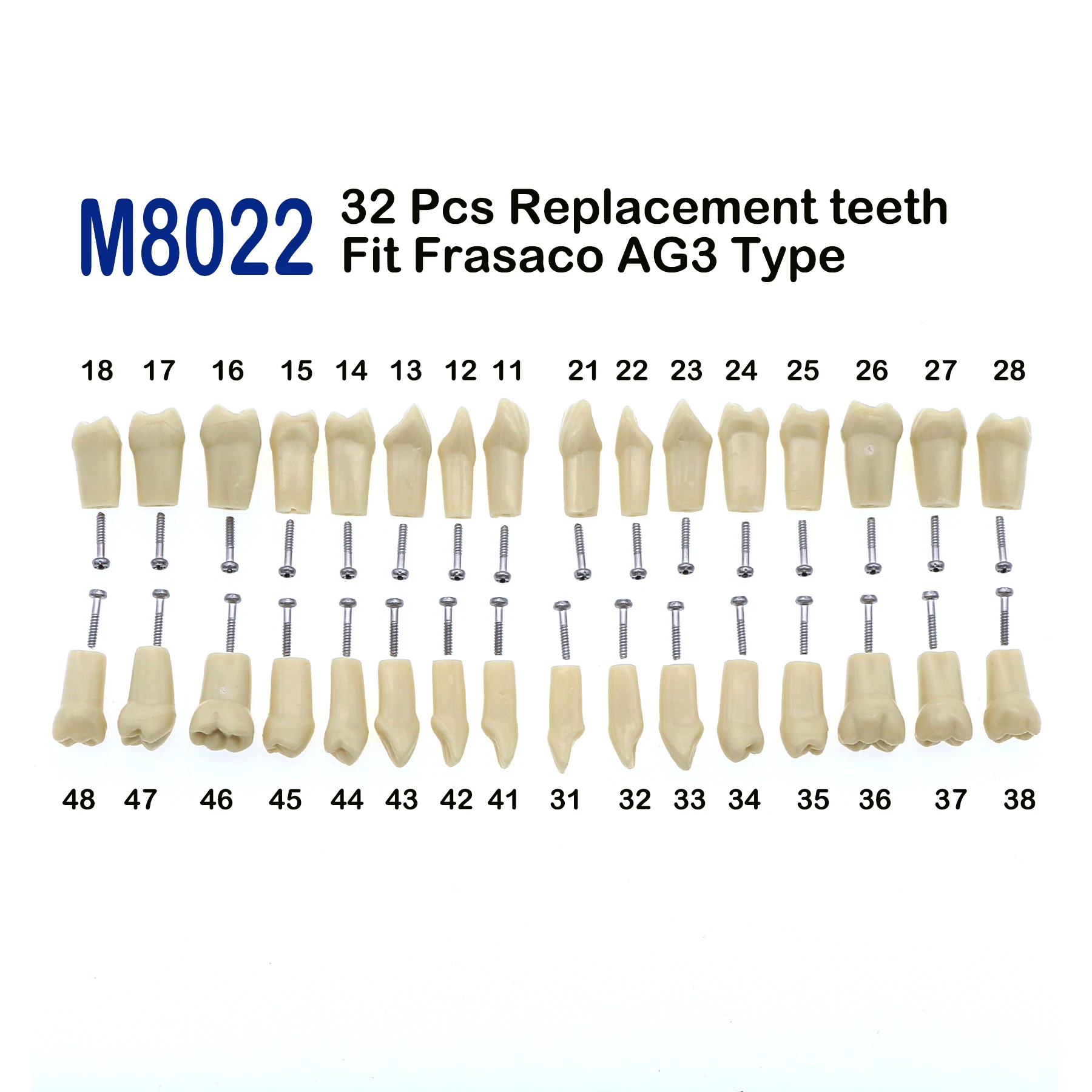 

Frasaco AG3 Type Fit Dental Replacement Standard 32Pcs Screw-in Teeth Model Practice Filling Typodont Restoration Demo M8022