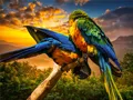 111 parrot