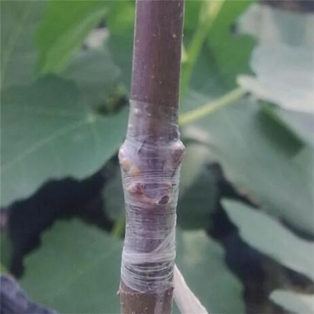 A Delysia King Óvoda Oltó Szalag Ragadós Kerti Fáktól, Kaszálás És Az Oltások Oltószerszámokig Terjed, 2 Cm X 100M - Image 4